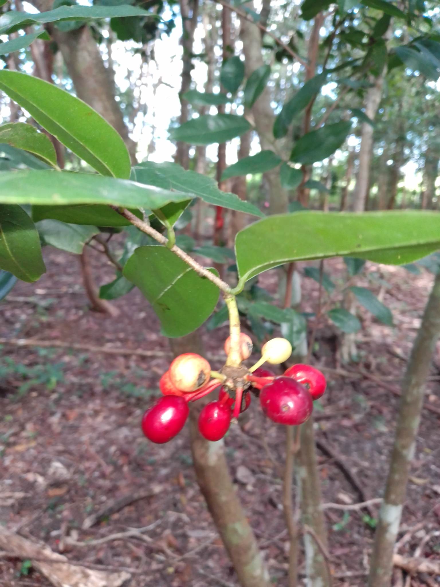 Mosannona depressa